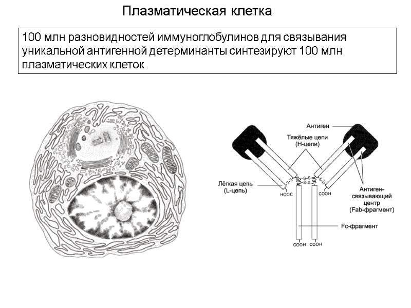 Плазматическая клетка 100 млн разновидностей иммуноглобулинов для связывания уникальной антигенной детерминанты синтезируют 100 млн